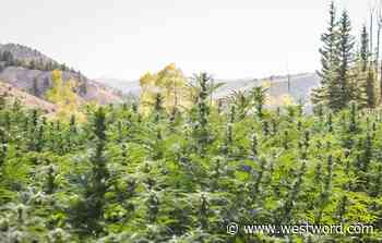 Marijuana and Hemp Industries Strike Tentative Deal Over Delta-8 THC, Modified Cannabinoids - Westword