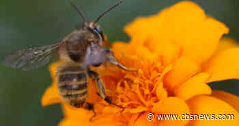 Millions of bees die after Delta Air Lines shipping mishap - CBS News