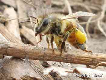 A Epinal, les abeilles sont en plein travail - Epinal infos - Epinal Infos