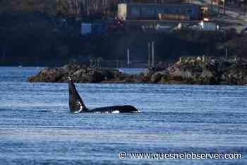 Added measures return to protect B.C.’s southern resident killer whales - Quesnel - Cariboo Observer