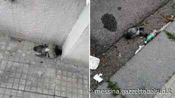 Messina, decine di piccioni morti in centro città. Segnalazioni ai vigili - Gazzetta del Sud - Edizione Messina