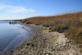 Indigenous peoples 'have globally harvested billions of oysters sustainably' - Ealing Times