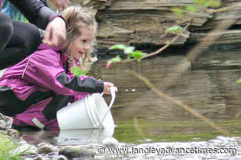 VIDEO: Nicomekl hatchery open house called a 'tremendous success' – Langley Advance Times - Langley Advance Times
