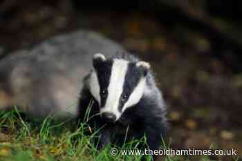 Fears rise badger baiting could become widespread in Oldham - The Oldham Times