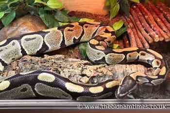 Upscale development – seven snakes left abandoned in house - The Oldham Times