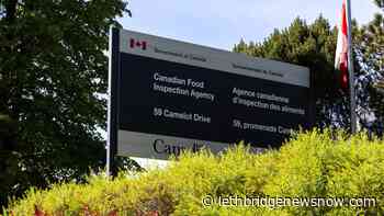 Avian flu outbreak reported in Lethbridge County - Lethbridge News Now