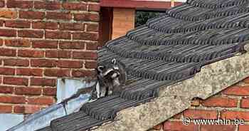 Slapende wasbeer achter schoorsteen in Bilzen: “Ze komen steeds meer voor in Vlaanderen, maar horen hier niet thuis” - Het Laatste Nieuws