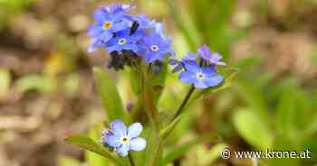 Aufruf - Senden Sie uns Ihre schönsten Muttertagsgedichte! - Kronen Zeitung