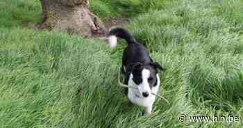 Binnenkort hondenloopweide langs Switch Road? - Het Laatste Nieuws