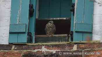 Die Turmfalken brüten wieder - WESER-KURIER