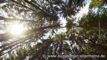 Ulm/Neu-Ulm: Autoreifen und Müll illegal im Wald entsorgt | Neu-Ulmer Zeitung - Augsburger Allgemeine