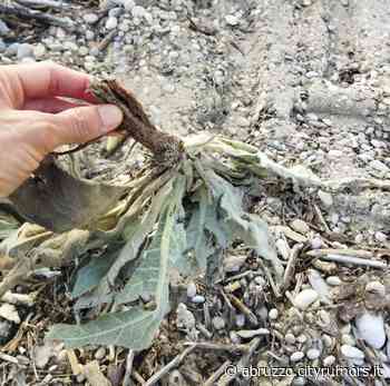 Pineto, tutela del Fratino: WWF e Legambiente vogliono incontrare il Sindaco - Abruzzo Cityrumors
