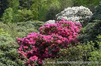 Neue Plattform bietet Blick über den Rhododendron im Heidelberger Stadtwald - Heidelberg - Nachrichten und Informationen - Mannheimer Morgen