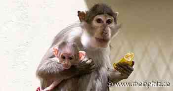Erster Nachwuchs bei besonderer Affenart im Zoo - Heidelberg - Rheinpfalz.de