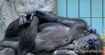Entsetzen in Mannheim, Landauer Zoo angezeigt, Pfälzer Feuerwehrauto für Kiew - Pfalz-Nachrichten - Rheinpfalz.de