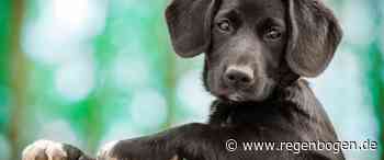 Mannheim: Köder mit Nadeln gefunden - Regenbogen