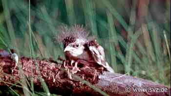 Friedhof Parchim: Walter Kintzel erklärt die Vogelwelt - svz – Schweriner Volkszeitung