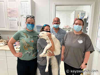 FROM THE FAMOUS FOX: BIRD CENTER LENDS ITS RESOURCES TO ASSIST JASPER - Florida Keys Weekly