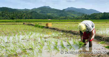 DA circular spells out guidelines on cash assistance for farmers | Jasper Y. Arcalas - BusinessMirror
