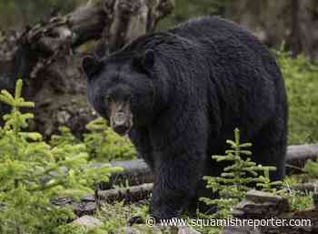 Whistler trail closed due to aggressive bear - The Squamish Reporter