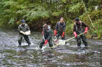 Erlabrück - Warten auf das neue Fischgutachten - Neue Presse Coburg