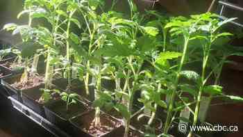 Sask. gardeners talk ditching peat moss and give other eco-friendly gardening tips