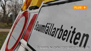 Immer mehr Augsburger wollen geschützte Bäume und Sträucher fällen