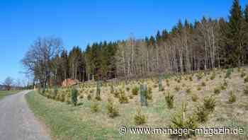 Alternative Anlagemöglichkeiten: Was sich Anleger von Holzinvestments erhoffen