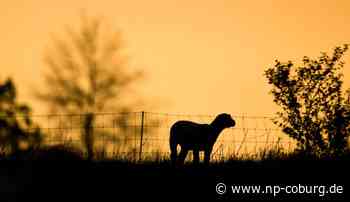 Oberfranken - Dieb stiehlt vier Ziegen und zwei Schafe - Neue Presse Coburg