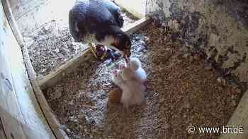 Wanderfalken-Nachwuchs: Drei Küken in Coburg geschlüpft - br.de