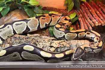 Upscale development – seven snakes left abandoned in house - Dudley News