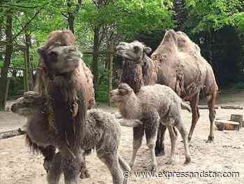 Jubilee and Queenie are latest arrivals at Dudley Zoo - Express & Star