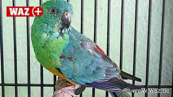 Prächtiger Singsittich hofft auf neuen Schwarm in Witten - WAZ News