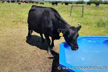 Grassland Stewardship Program offers new opportunities for cattle producers - Virden Empire Advance