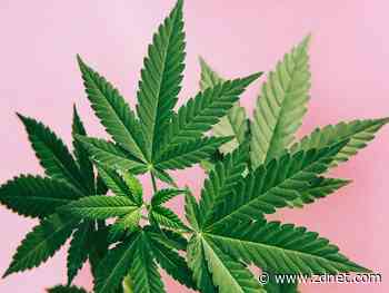 This Web3 platform could help craft cannabis compete against big business