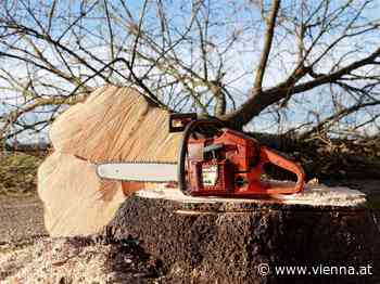 Mann bei Forstarbeiten im Bezirk Neunkirchen von Baum getroffen - VIENNA.AT - Alles über Wien