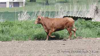 Wildgewordene Rinder halten Polizei auf Trab: Zwei Tiere erschossen und zwei noch auf der Flucht