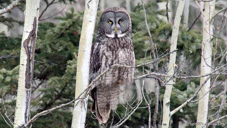 Rain this weekend in Calgary following a warm lead-up