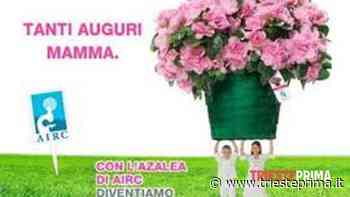 Torna nelle piazze triestine l’Azalea della Ricerca di Fondazione AIRC - TriestePrima