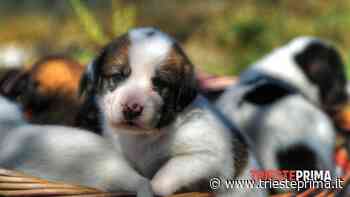 Tre dolcissimi cuccioli cercano famiglia a Trieste: le storie di Pasco, Divna e Bobi - TriestePrima