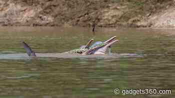 Play Date Between Bolivian River Dolphins and Anaconda Leaves Trail of Questions