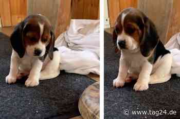 Welpe darf zum ersten Mal draußen spielen: Seine Reaktion verzaubert das Internet - TAG24