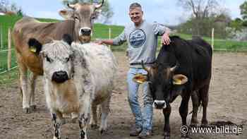 Mörlebach: Joar Berge ist im Internet ein Star: Ich bin Kuh-Flüsterer - BILD