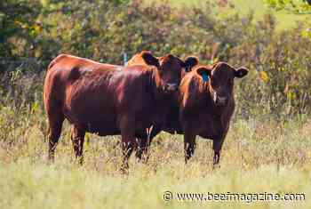 Stocking rate most important part of a grazing plan