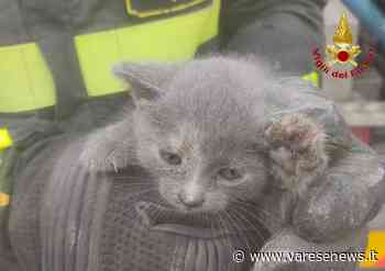 Gattino resta incastrato in una tubatura a Sesto Calende, salvato dai Vigili del Fuoco - varesenews.it