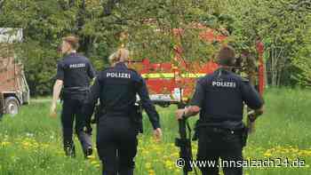 Dramatische Kuhjagd an der Isen: Darum fielen Schüsse