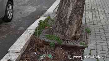 Alberi che soffocano: il municipio X bandisce le griglie metalliche