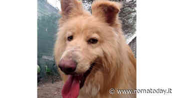 Lillo, Marzio e Jago cercano una casa accogliente: i cani da adottare a Roma