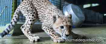Mort d'un bébé guépard asiatique en Iran