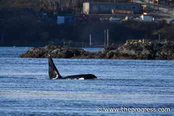 Added measures return to protect B.C.’s southern resident killer whales - Chilliwack Progress
